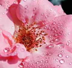 粉红色的玫瑰滴露水