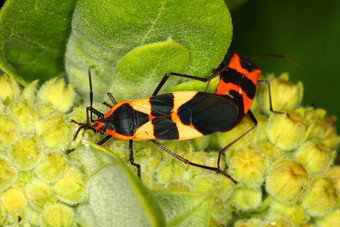 马利筋错误肿瘤fasciatus