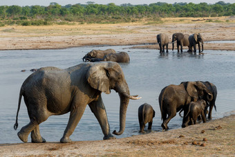 群非洲大象喝泥泞的水潭