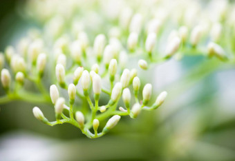 关闭山茱萸白色花味蕾