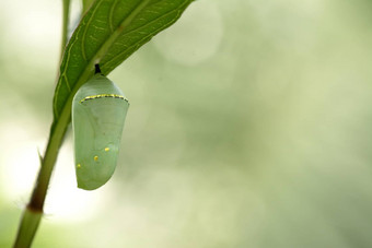 君主蝴蝶蝶蛹美丽的茧