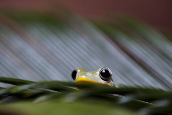 青蛙叶色彩斑斓的背景