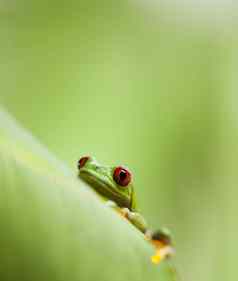 青蛙丛林色彩斑斓的背景