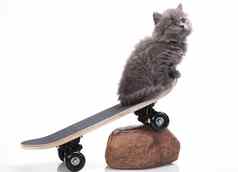 滑板灰色的小猫可爱的宠物色彩斑斓的主题