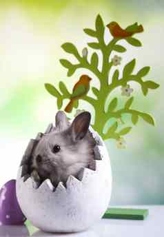 好奇的兔子春天色彩斑斓的明亮的主题