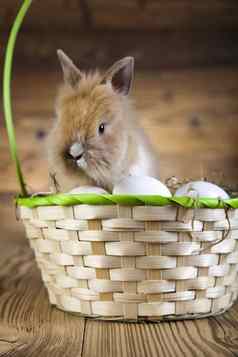 快乐复活节婴儿兔子春天色彩斑斓的明亮的主题