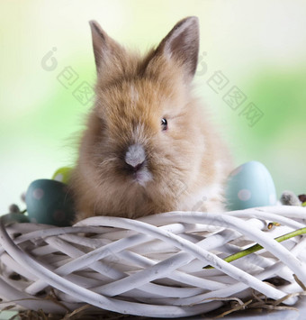 快乐复活节婴儿兔子春天色彩斑斓的明亮的主题