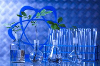 实验室玻璃<strong>器皿</strong>基因修改植物