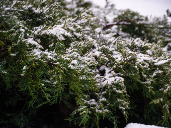 绿色松树分支雪