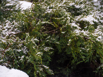 绿色松树分支雪