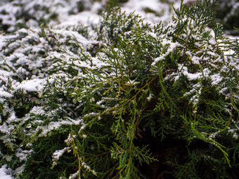 绿色松树<strong>分支</strong>雪