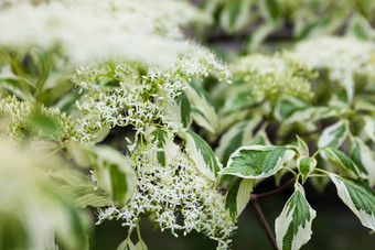 关闭山茱萸白色花叶子