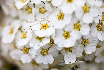 白色Spiraea花