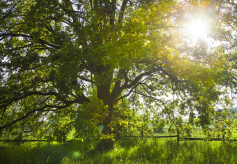橡木树明亮的夏天一天