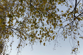 色彩斑斓的<strong>阳光</strong>照射的秋天树秋天的叶子覆盖