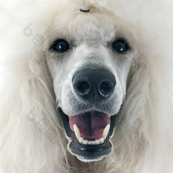 白色标准贵宾犬