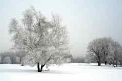 雪景观树