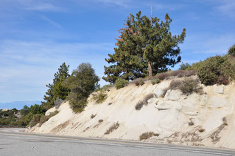 松树手掌风景优美的次要的领域加州