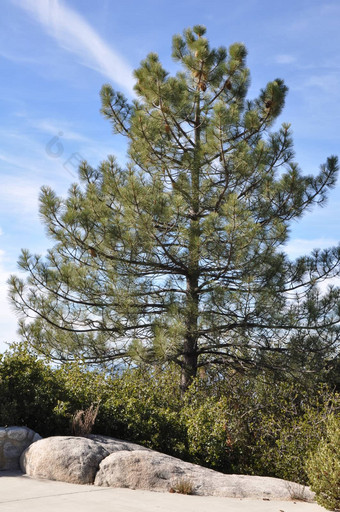 松树手掌风景优美的次要的领域加州