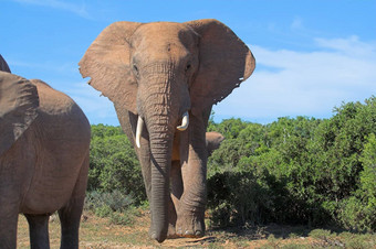 大象非洲布什