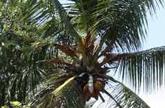 棕榈跟椰子马尔代夫科曼杜马尔代夫