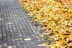 铺平道路秋天黄色的叶子