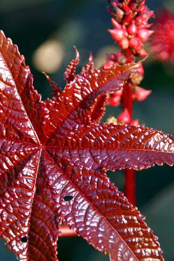 红色的叶castor石油植物