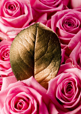 美丽的玫瑰美妙的春天生动的主题