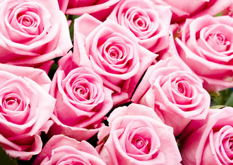 花束<strong>玫瑰</strong>美妙的春天生动的主题