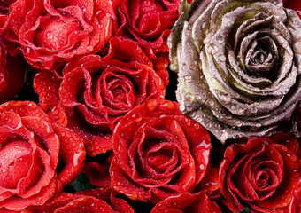 浪漫的<strong>玫瑰</strong>美妙的春天生动的主题