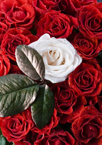 浪漫的玫瑰美妙的春天生动的主题