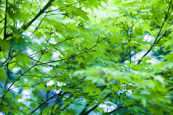 日本绿色枫木叶子东方生动的主题