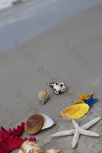 美丽的海壳牌明亮的色彩斑斓的概念背景