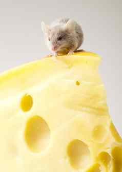 关闭鼠标奶酪