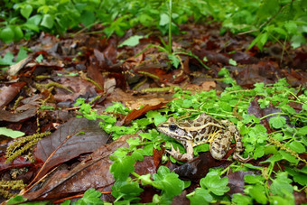 小梭鱼青蛙蛙palustris