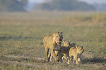 母狮狩猎幼崽