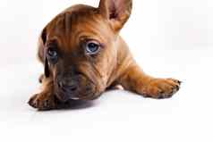 小狗Amstaff达克斯猎犬美丽的明亮的宠物概念