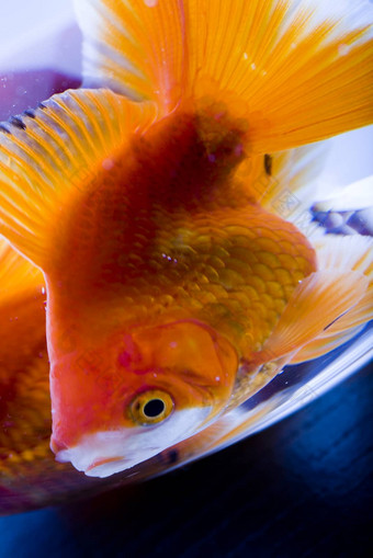 黄金鱼水族馆水