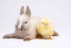 快乐复活节小鸡兔子