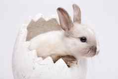 兔子白色春天色彩斑斓的明亮的主题
