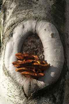 橙色蘑菇日益增长的树洞秋天