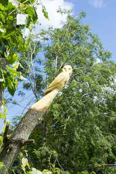 猫头鹰树雕刻tarbert公园
