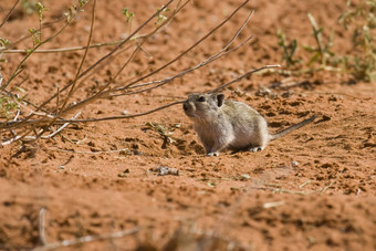 沙漠俾格米人鼠标