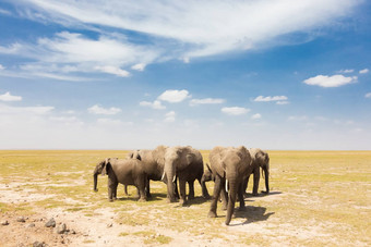 学名Loxodonta非洲非洲<strong>布什大象</strong>