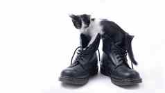 可爱的小猫靴子孤立的