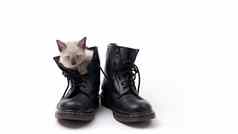 可爱的小猫暹罗猫靴子孤立的