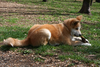 秋田犬犬儒小狗