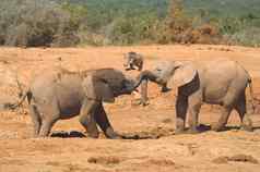 非洲大象玩树干