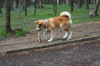 秋田犬犬儒小狗