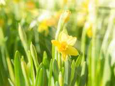 春天开花黄色的水仙花水仙花花明亮的